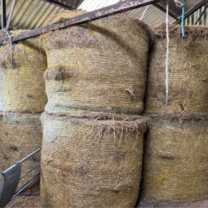 LARGE ROUND BALES OF HAY FARMERS MAKE FOR FEEDING LIVESTOCK COWS SHEEP HORSES